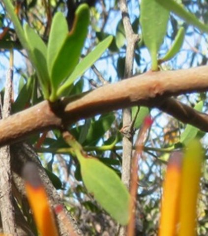 Moquiniella rubra leaf fascicle